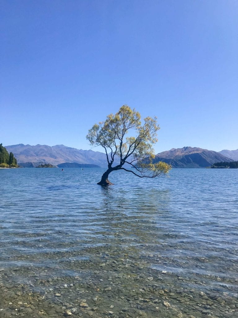 One of the best things to do in Otago is visiting that wanaka tree