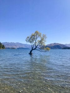 that wanaka tree is one of the best free things to do in in wanaka on the waterfront