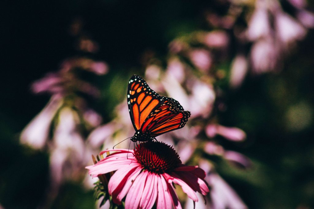 picture of a butterfly representing major life changes 